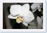 Orcid close on * Orkide blomsten tæt på. The orcid flower close on * 3888 x 2592 * (3.47MB)